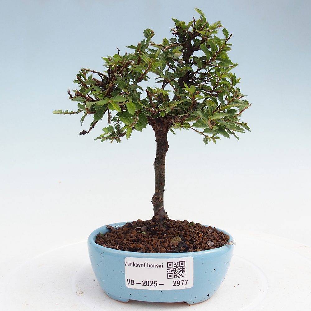 Kültéri bonsai - Ulmus parvifolia Sagei - Kislevelű szilfa