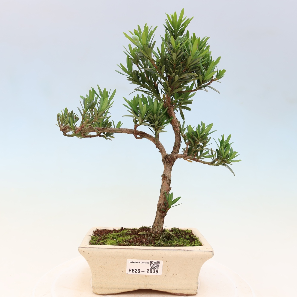Szobai bonsai - Podocarpus - Kőtiszafa