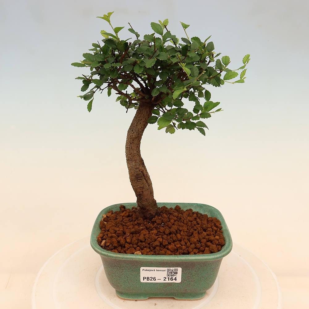 Szobai bonsai - Ulmus parvifolia - Kislevelű szilfa