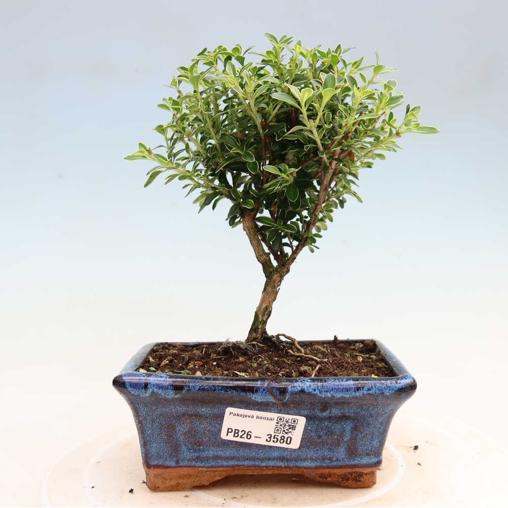 Szobai bonsai - Serissa foetida Variegata - Az ezer csillag fája