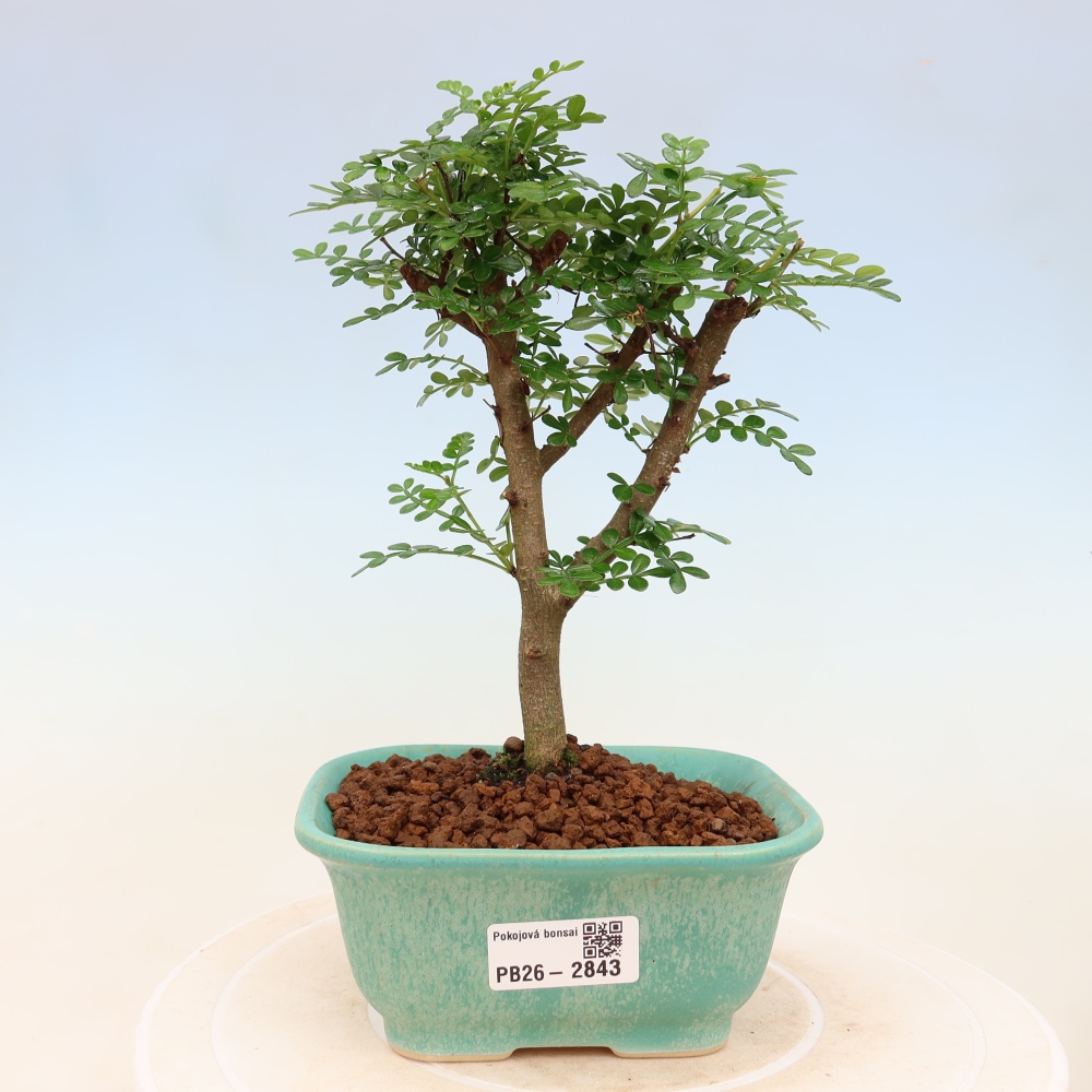 Szobai bonsai - Zantoxylum piperitum - borsfa