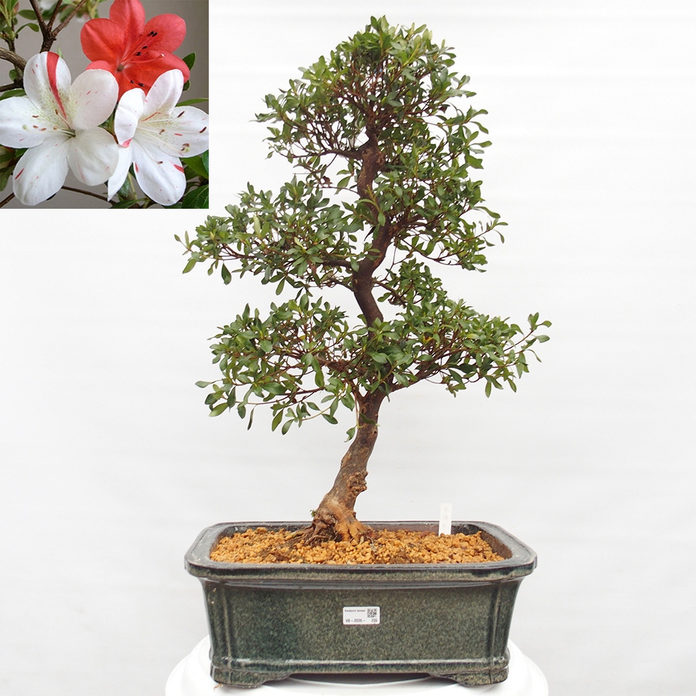 Kültéri bonsai - Japán azálea - Azalea Kisshoten