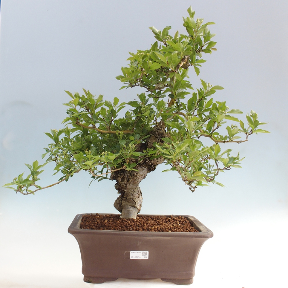 Kültéri bonsai - Galagonya - Crataegus cuneata