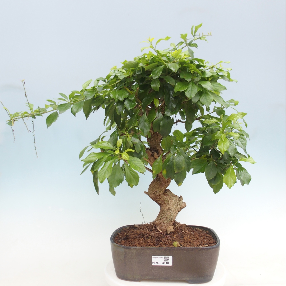 Szobai bonsai - Duranta repens -Duranta