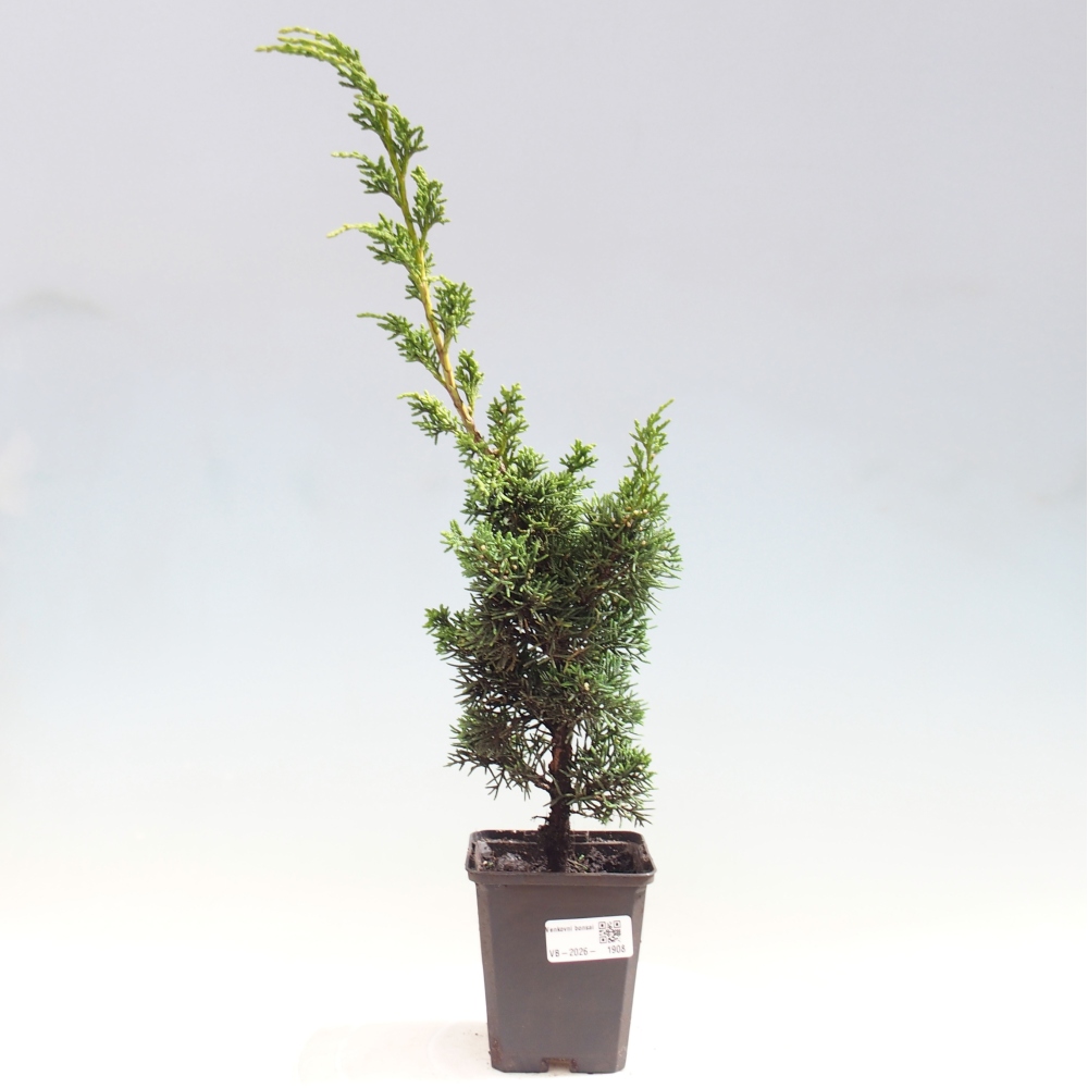 Kültéri bonsai - Juniperus chinensis Kishu