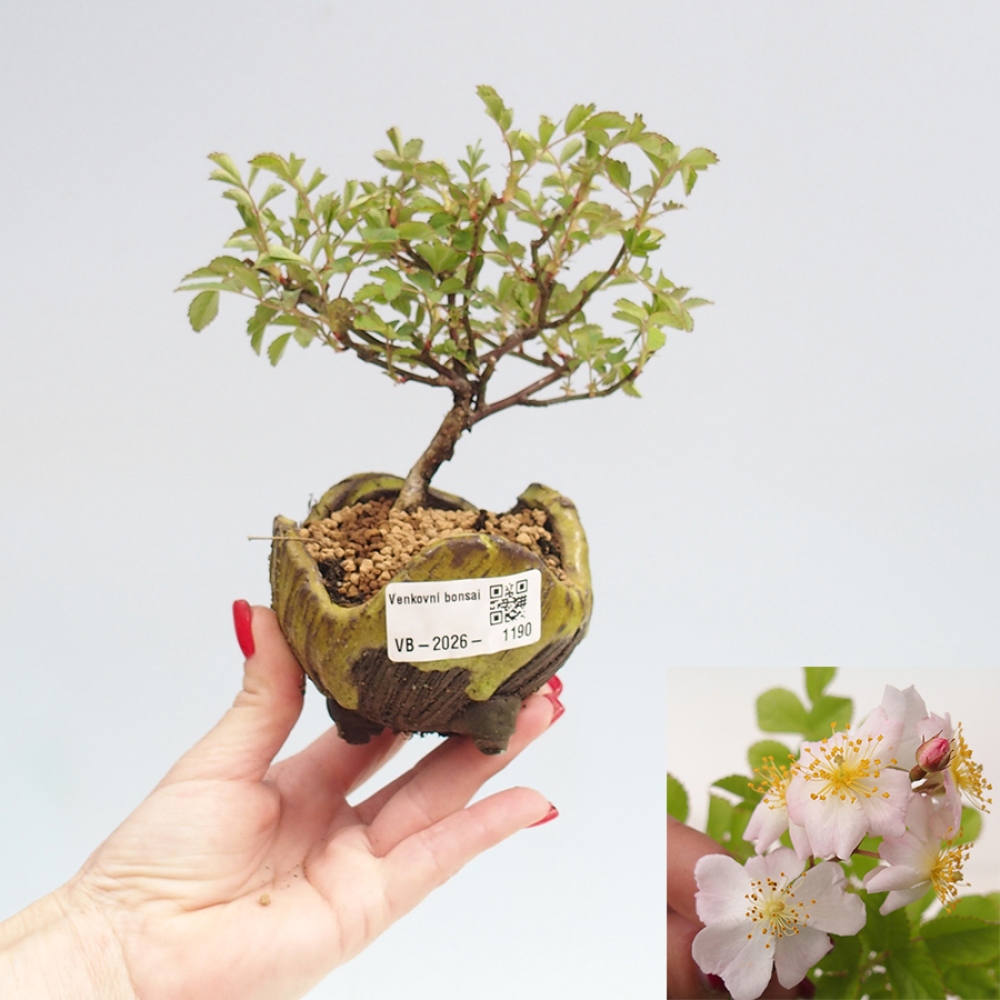 Kültéri bonsai - Rosa sp. - kisvirágú rózsa