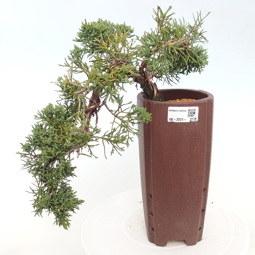 Kültéri bonsai - Juniperus chinensis Kishu