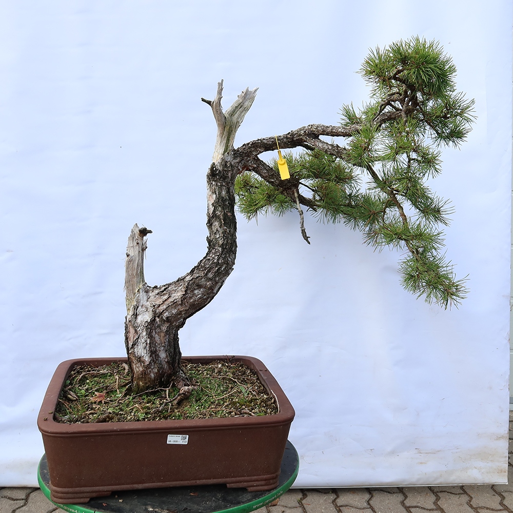 Pinus sylvestris Spanyolország – erdei fenyő