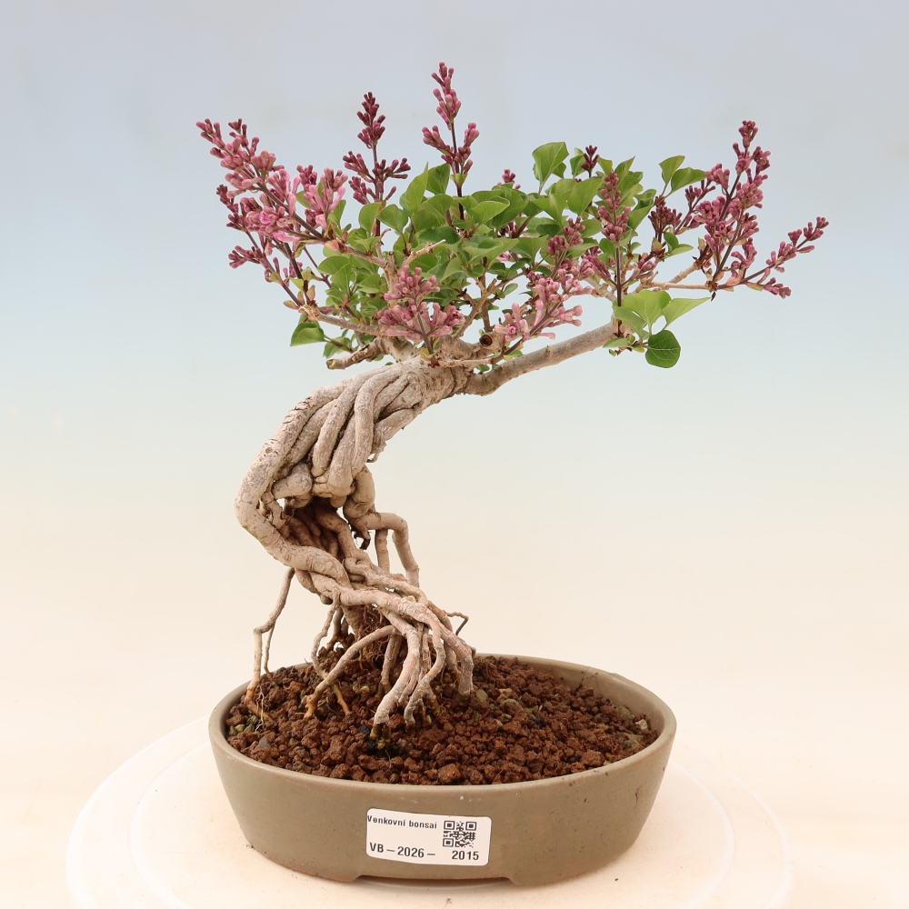Kültéri bonsai - Syringa microphylla - kisvirágú lila