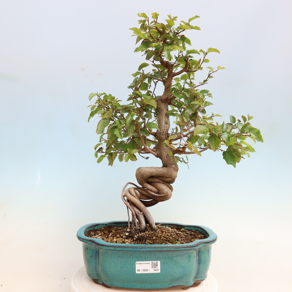 Kültéri bonsai -Carpinus CARPINOIDES - Koreai gyertyánfa