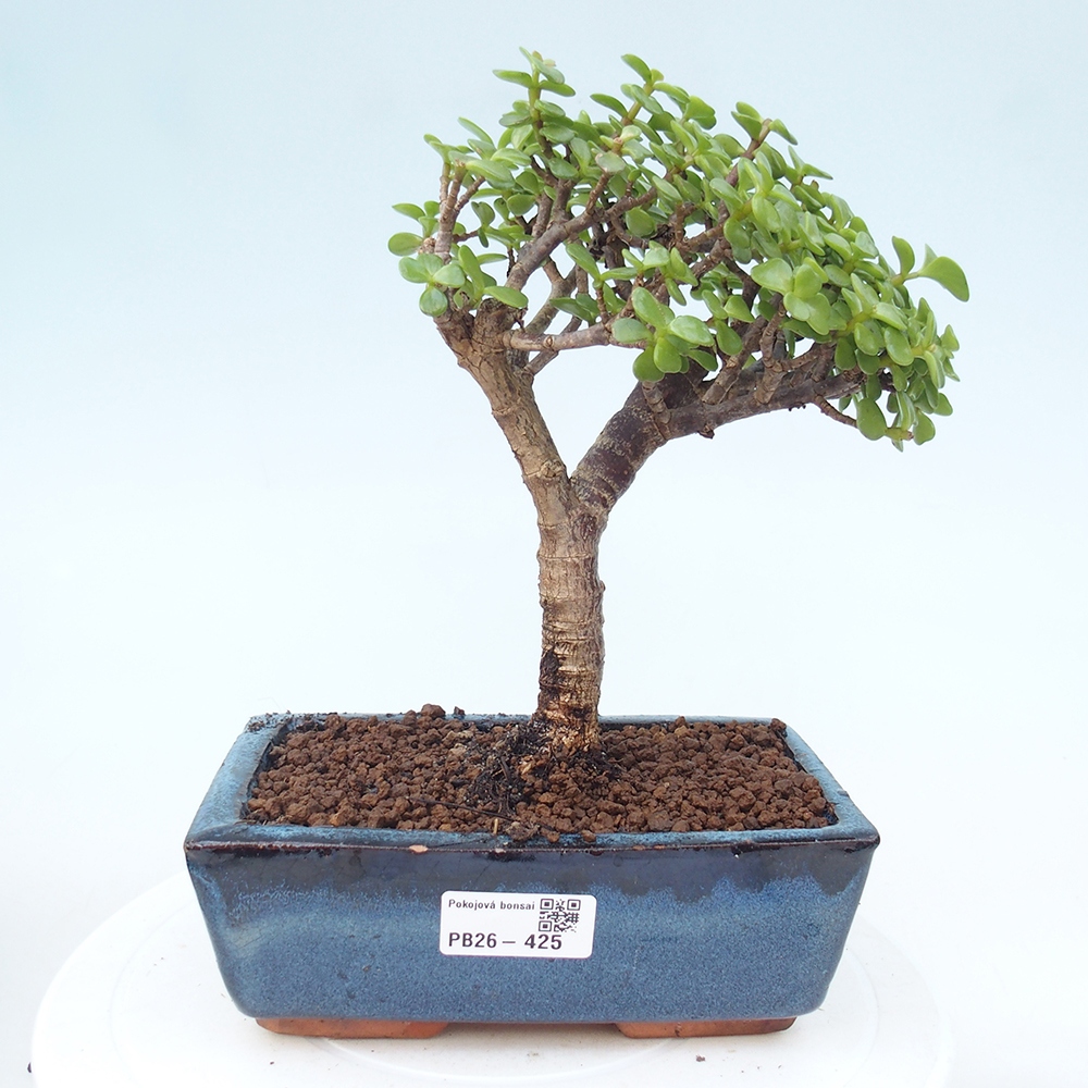 Szoba bonsai - Portulakaria Afra - Tlustice