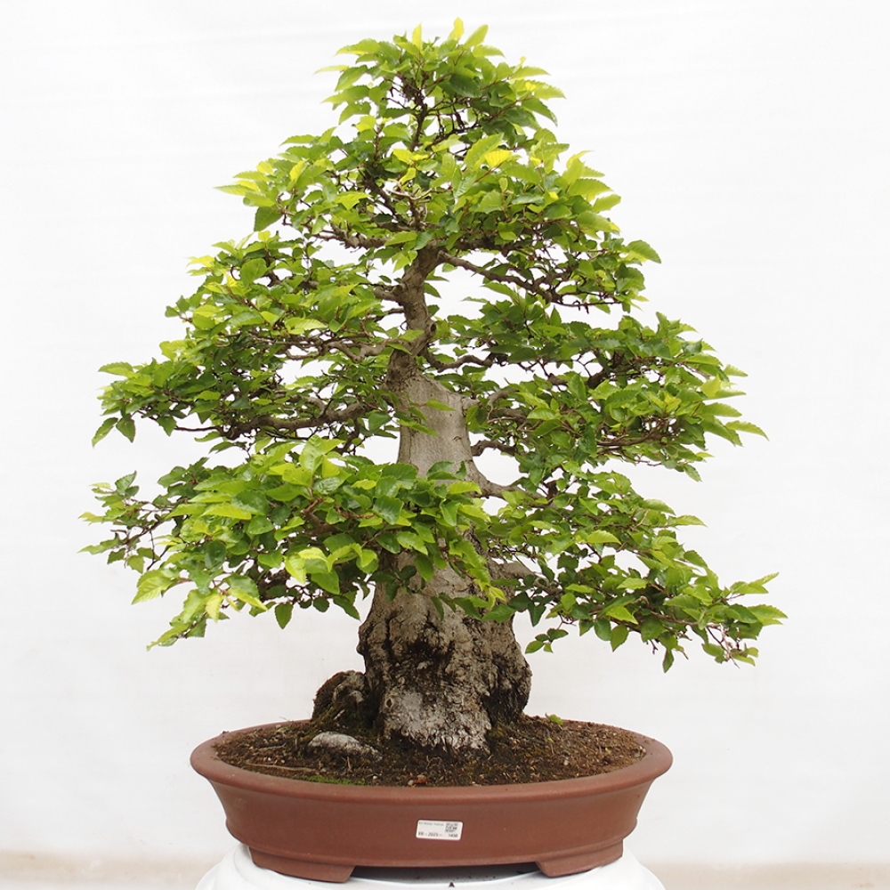 Kültéri bonsai -Carpinus CARPINOIDES - Koreai gyertyánfa