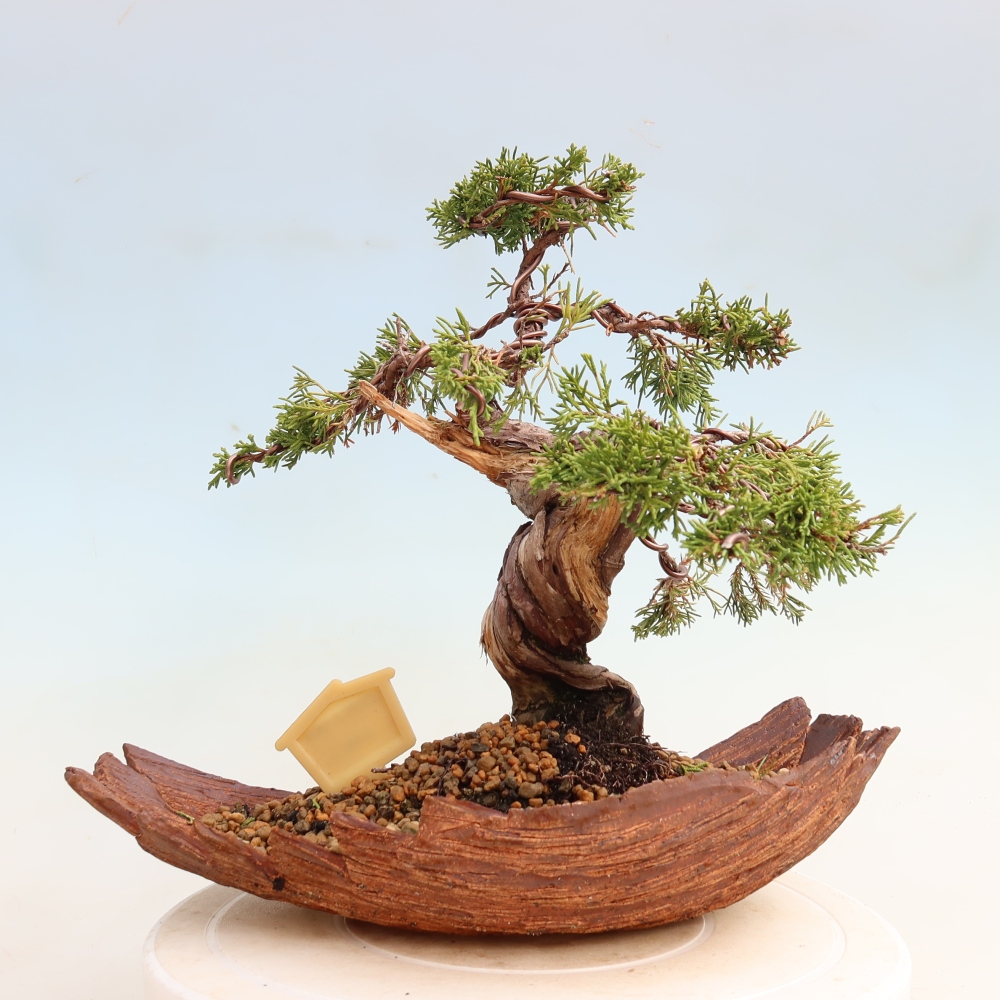 Kültéri bonsai - Juniperus chinensis Itoigawa-Juniperus chinensis