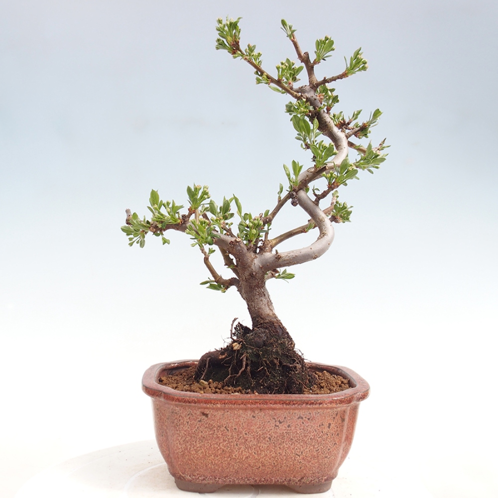 Kültéri bonsai - Malus sargentii - Kis gyümölcsű almafa
