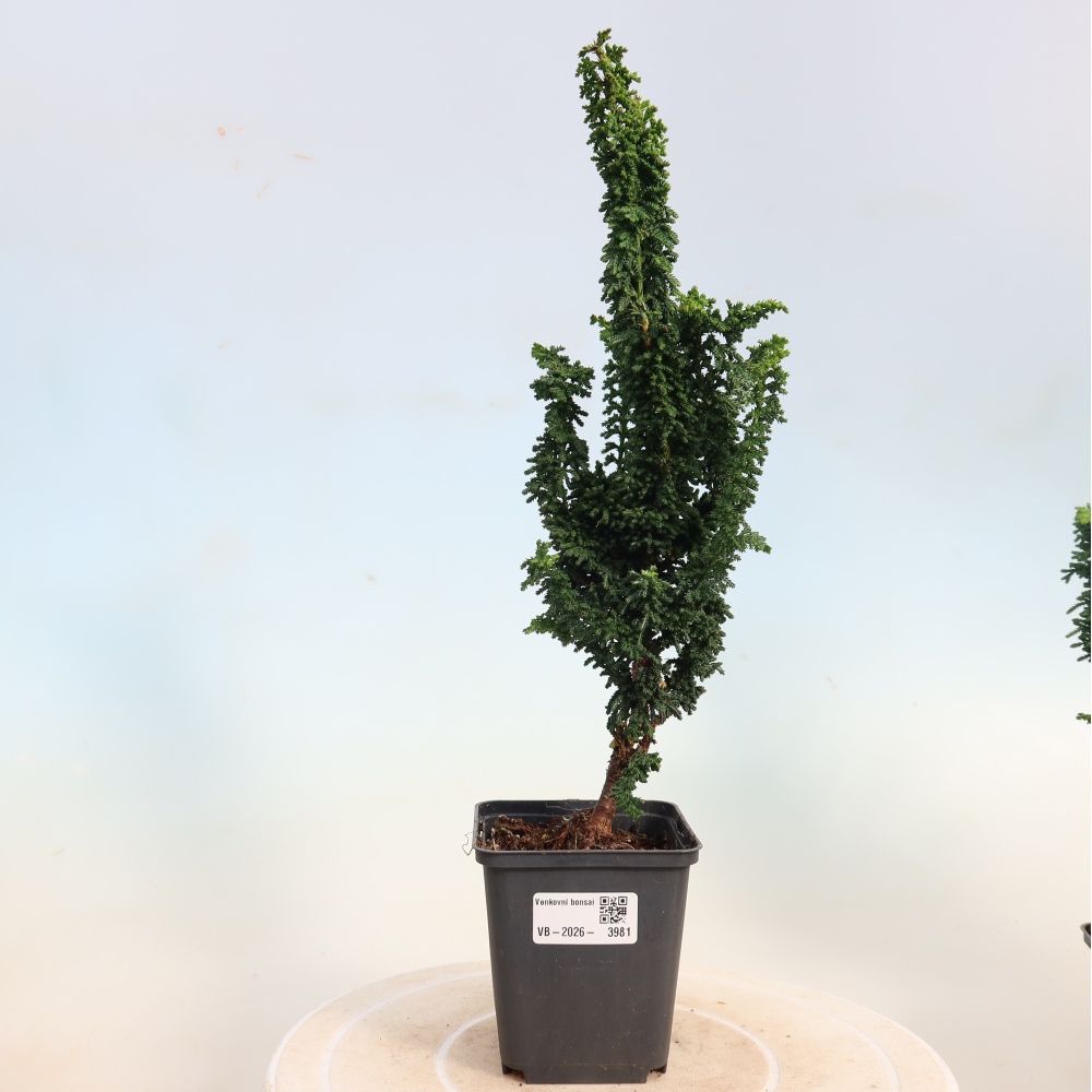 Kültéri bonsai - Cham. obtusa SEKKA HINOKI - Cifra ciprus