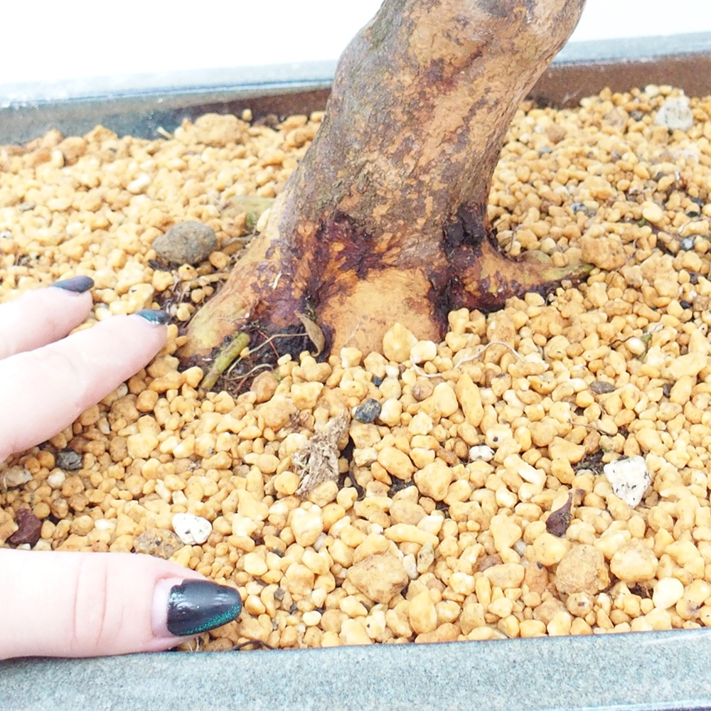 Kültéri bonsai - Japán azálea - Azalea Koki