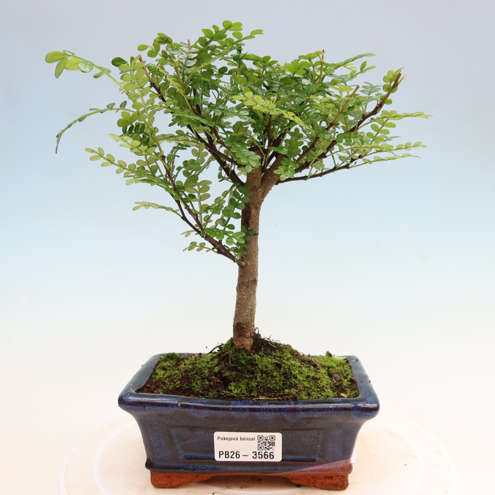 Szobai bonsai - Zantoxylum piperitum - borsfa