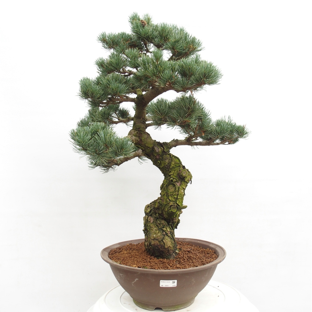 Kültéri bonsai - Pinus parviflora - Pinus parviflora