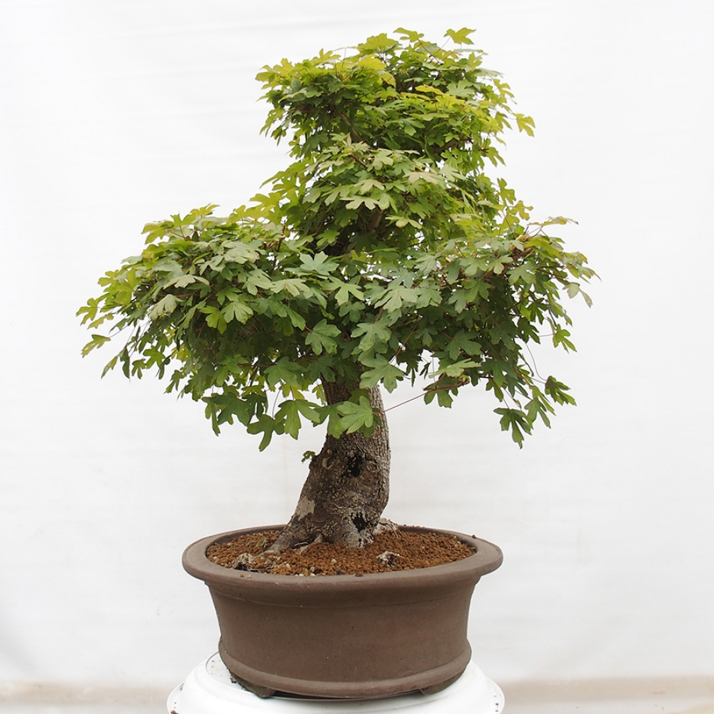 Kültéri bonsai - Francia juhar - Acer Nonspessulanum
