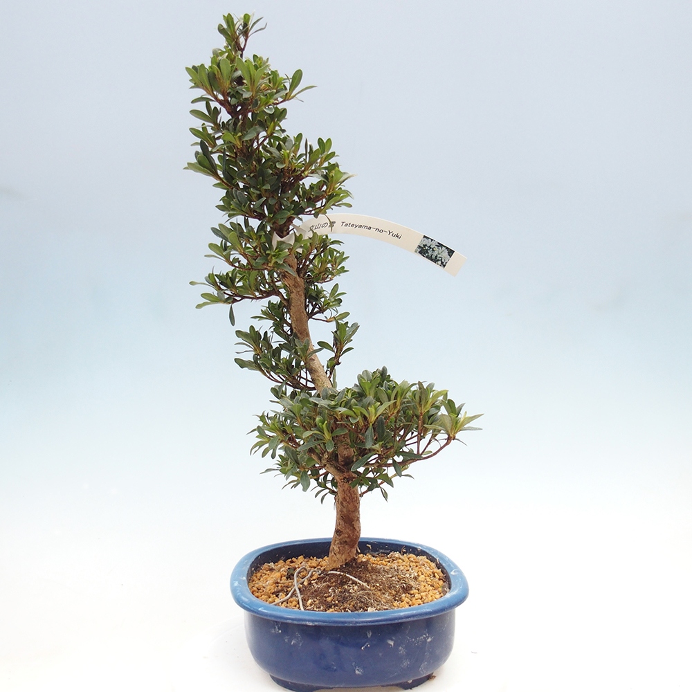 Kültéri bonsai - japán azálea - Azálea Tateyama-no-Yuki