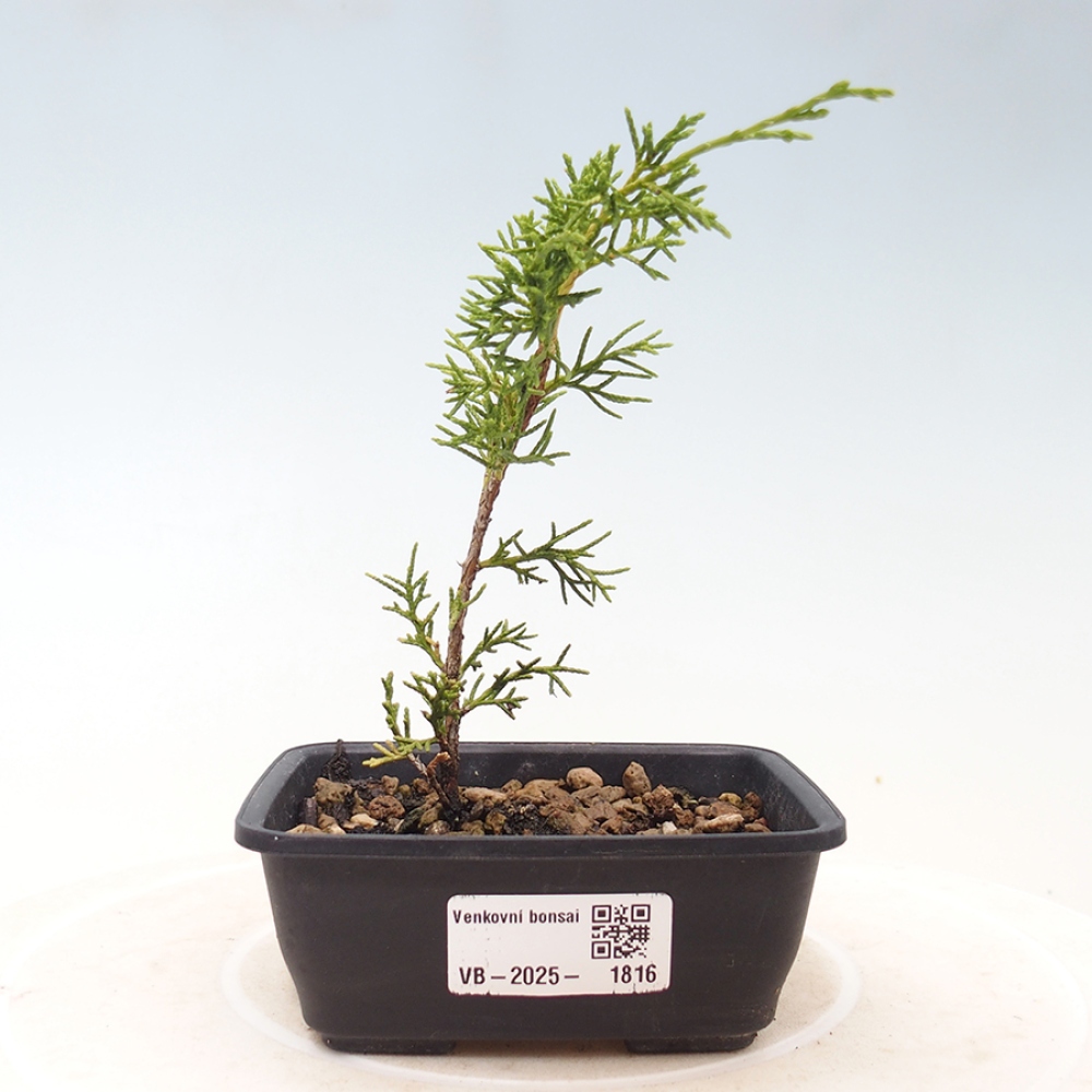 Kültéri bonsai - Juniperus chinensis Itoigawa
