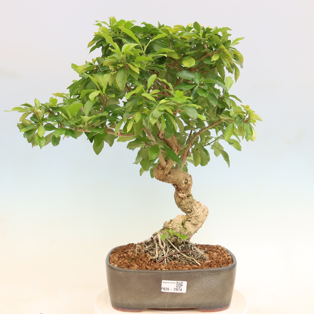 Szobai bonsai - Duranta erecta Aurea