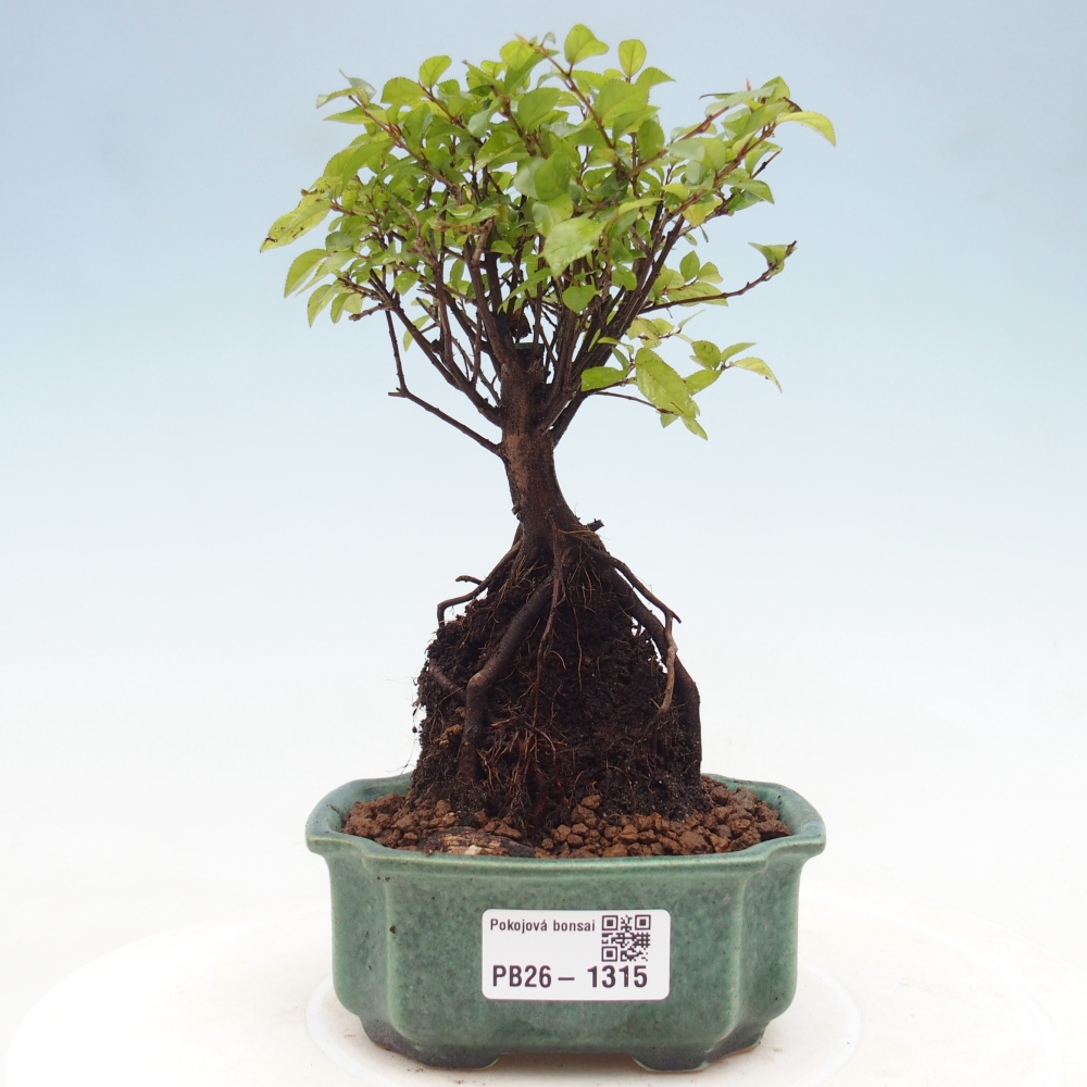 Szobai bonsai - Sageretia thea - Sageretia thea