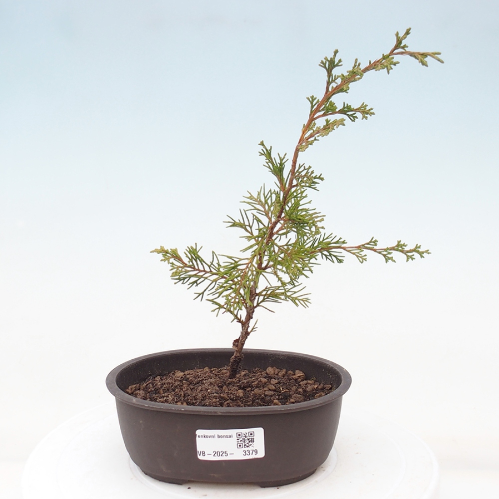 Kültéri bonsai - Juniperus chinensis Itoigawa