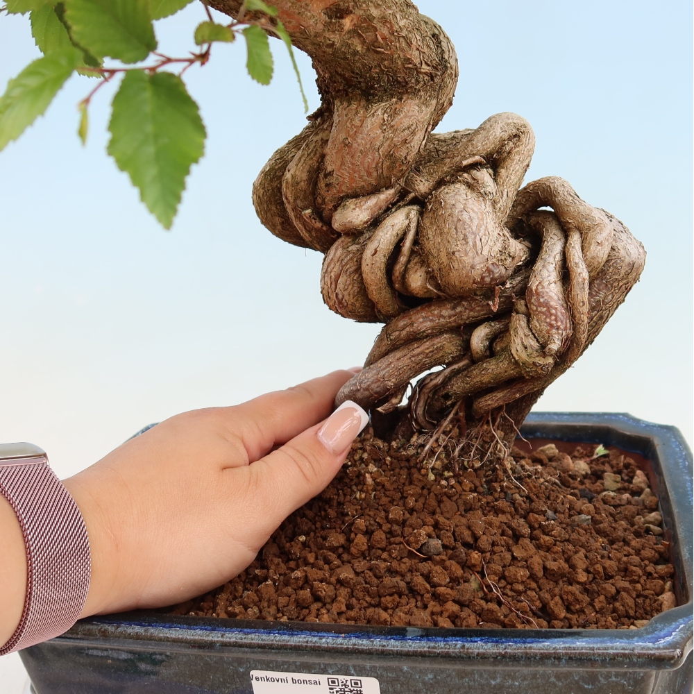 Kültéri bonsai -Carpinus Coreana - Koreai gyertyánfa