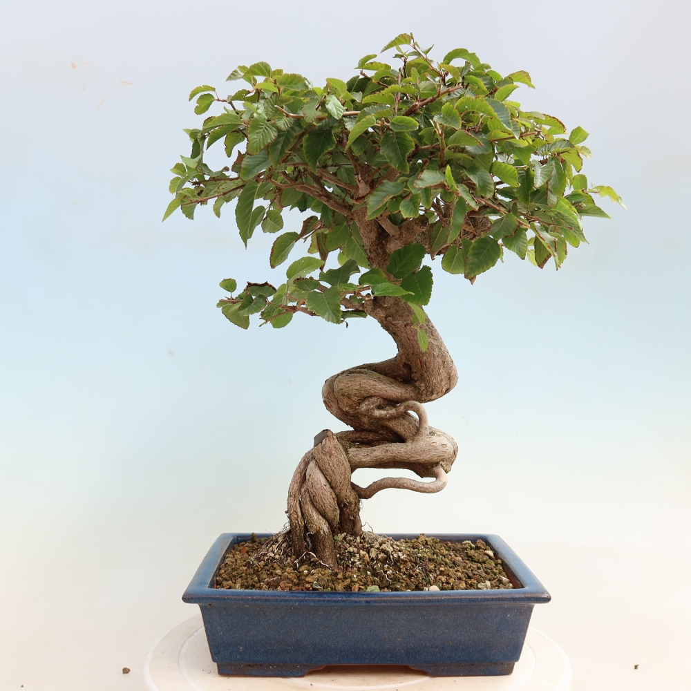 Kültéri bonsai -Carpinus CARPINOIDES - Koreai gyertyánfa