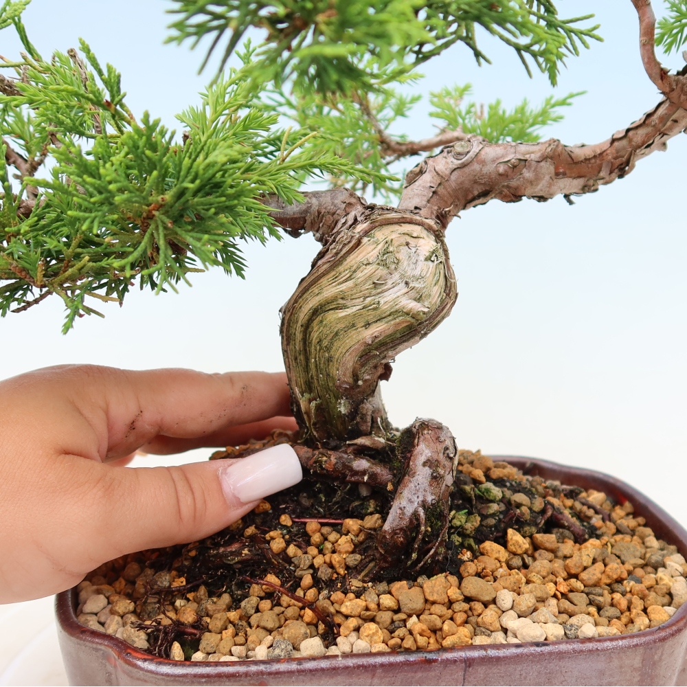 Kültéri bonsai - Juniperus chinensis Itoigawa