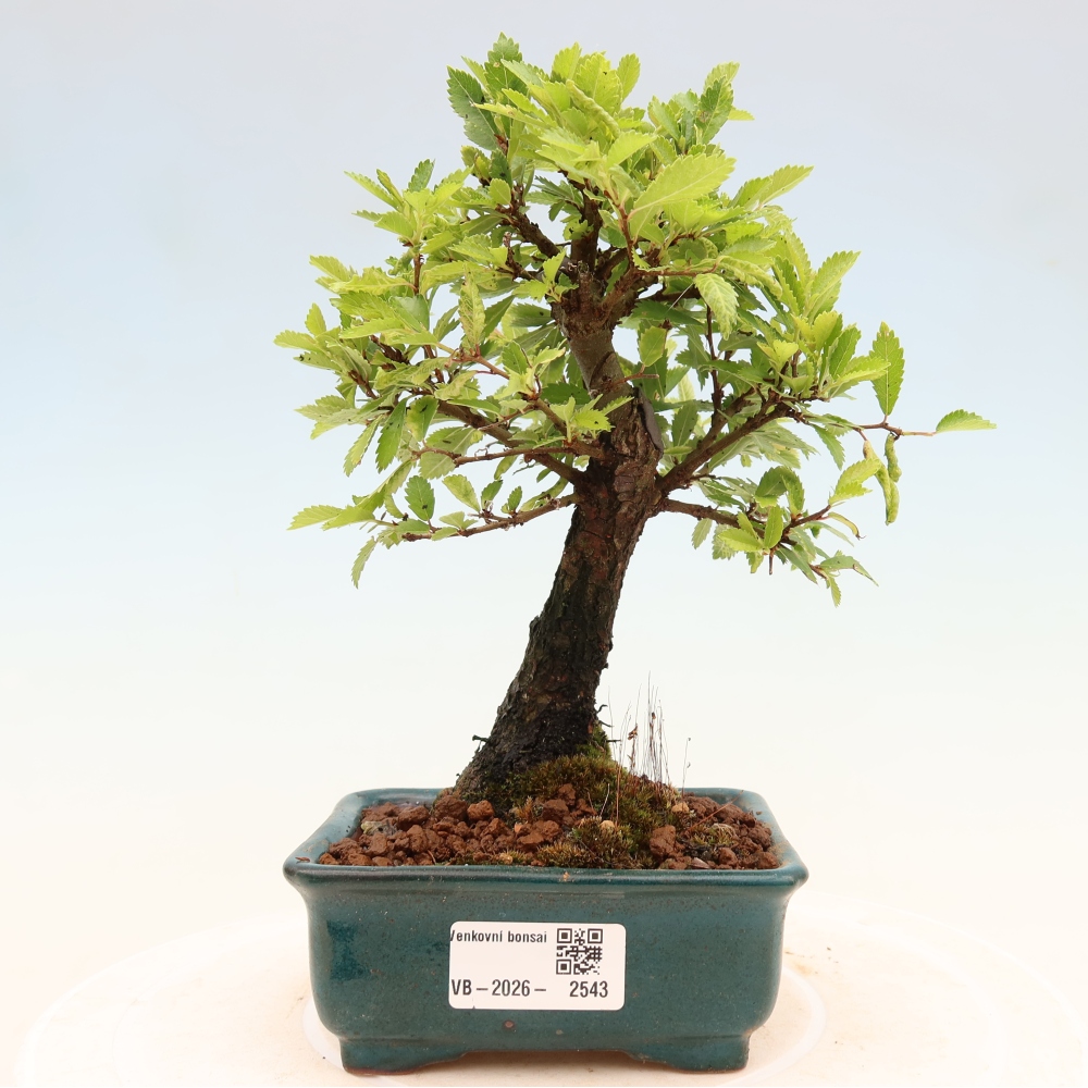 Kültéri bonsai - Zelkova - Zelkova NIRE
