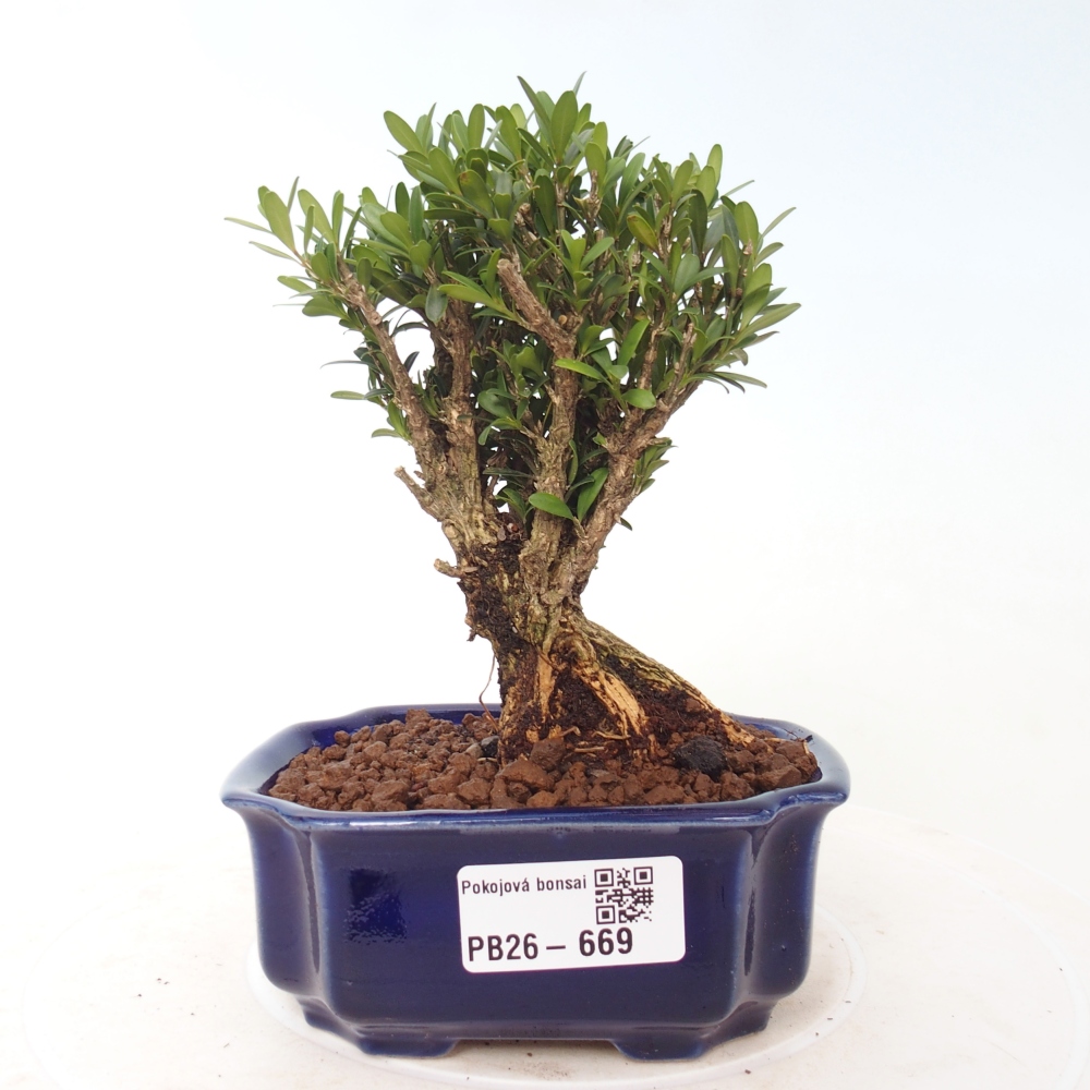 Szobai bonsai - Buxus harlandii - parafa buxus