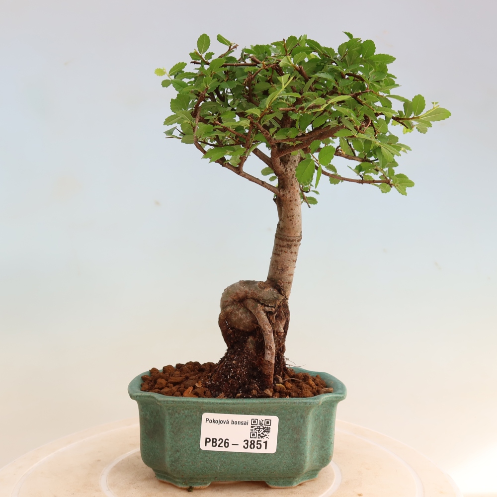 Szobai bonsai - Ulmus parvifolia - Kislevelű szilfa