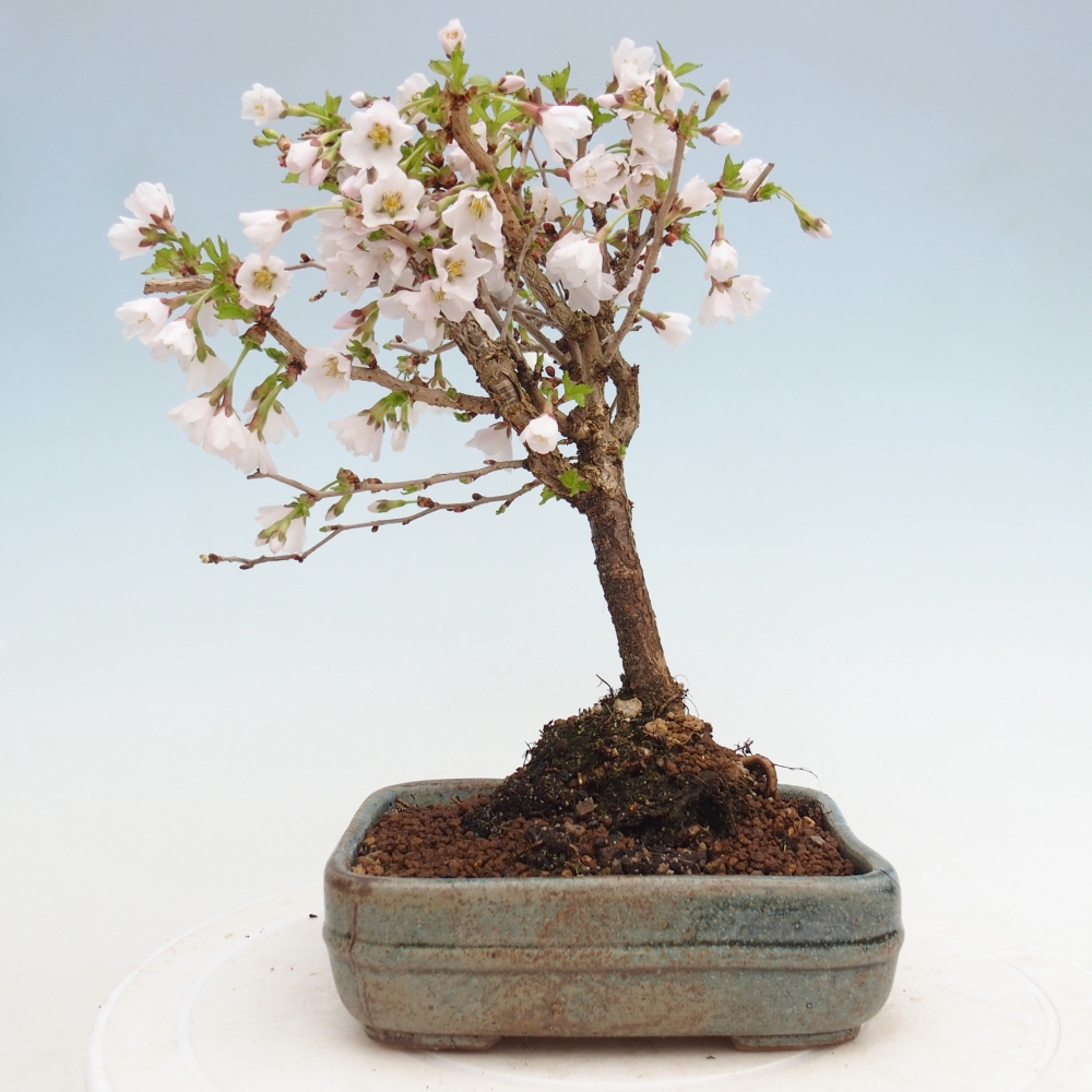 Kültéri bonsai - Prunus incisa Kojou-no mai-Plivon kivágva