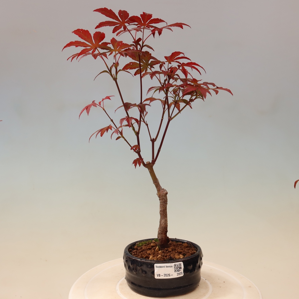 Kültéri bonsai - Acer pálma. Atropurpureum-Javor palmate