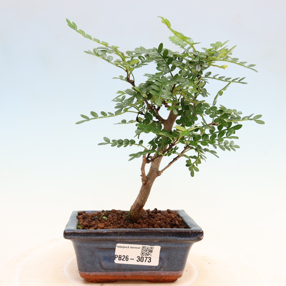 Szobai bonsai - Zantoxylum piperitum - borsfa
