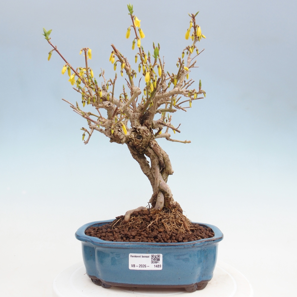 Kültéri bonsai - Zlatice - Forsythia koreana