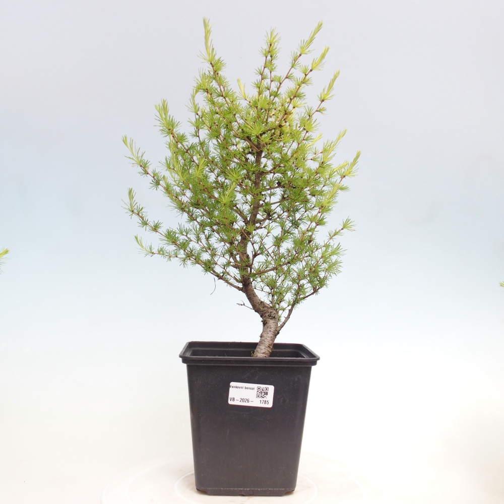 Kültéri bonsai - Larix decidua - vörösfenyő