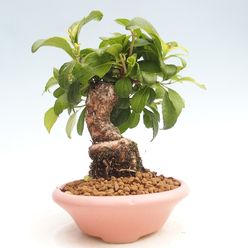 Kültéri bonsai - Celastrus orbiculatus