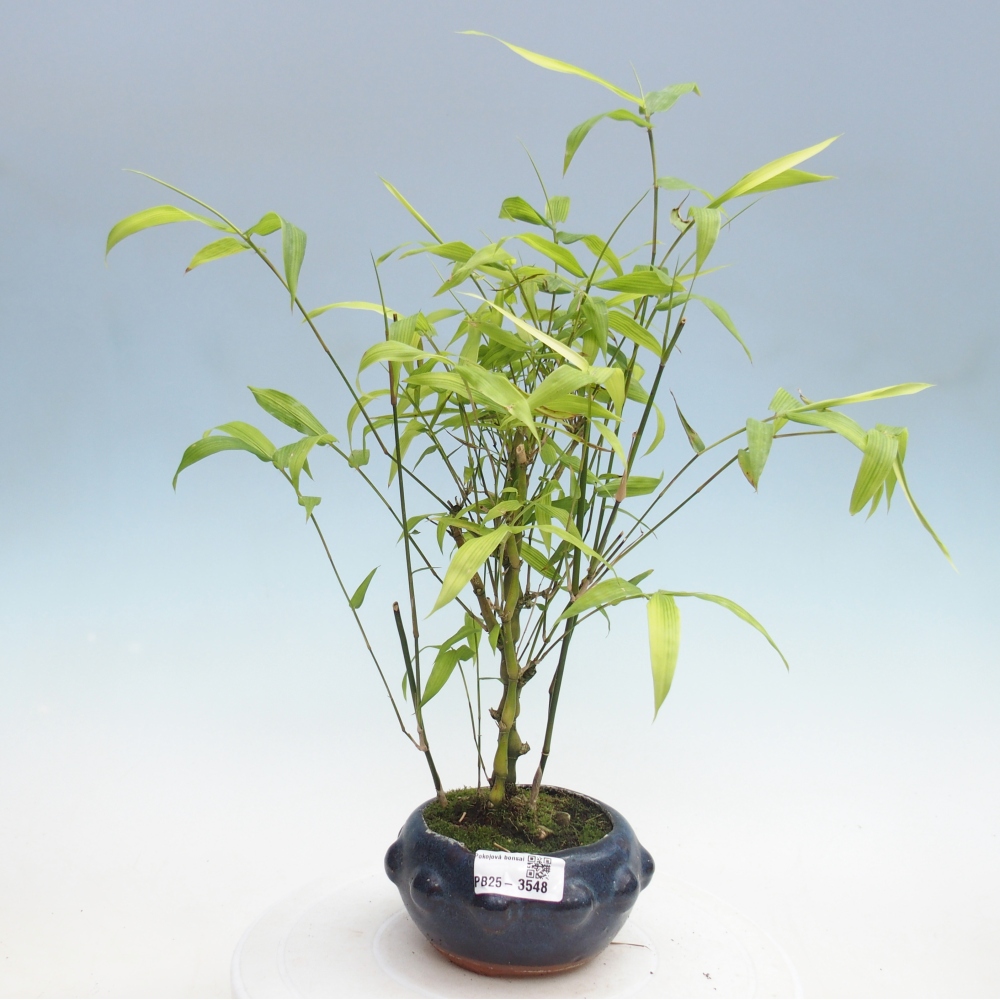 Szoba bonsai - Bambusz budha - Bambusz budha hasa
