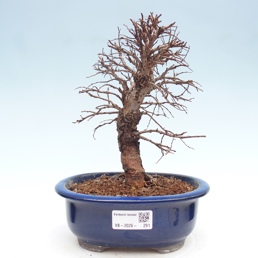 Kültéri bonsai - Zelkova - Zelkova NIRE