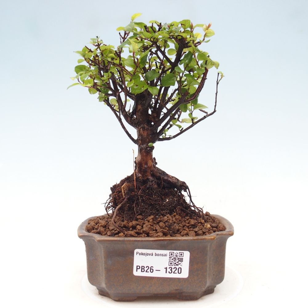 Szobai bonsai - Sageretia thea - Sageretia thea