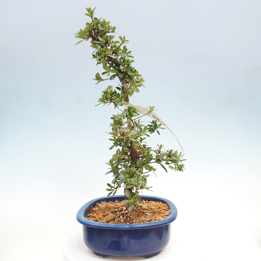 Kültéri bonsai - Japán azálea - Azálea Asahi-no-izumi