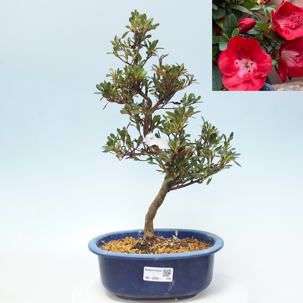 Kültéri bonsai - Japán azálea - Azalea Benibeni