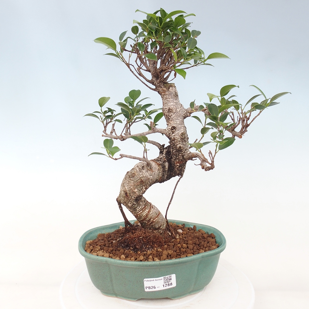 Szobai bonsai - Ficus retusa - kislevelű fikusz