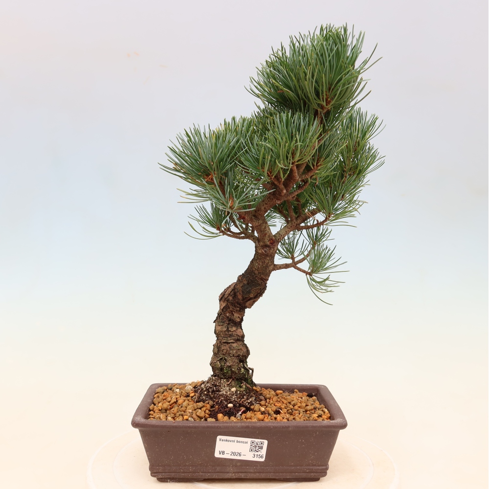 Kültéri bonsai - Pinus parviflora - Pinus parviflora