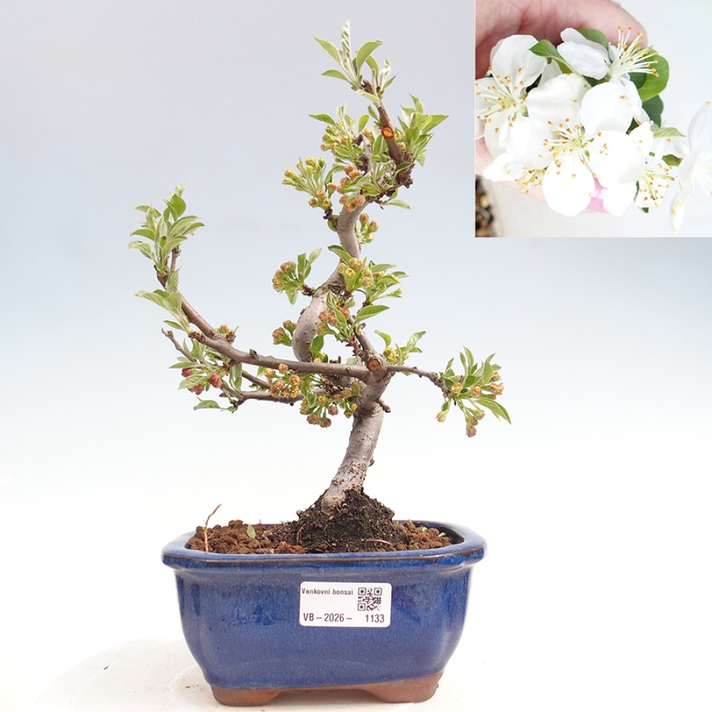 Kültéri bonsai - Malus sargentii - Kis gyümölcsű almafa
