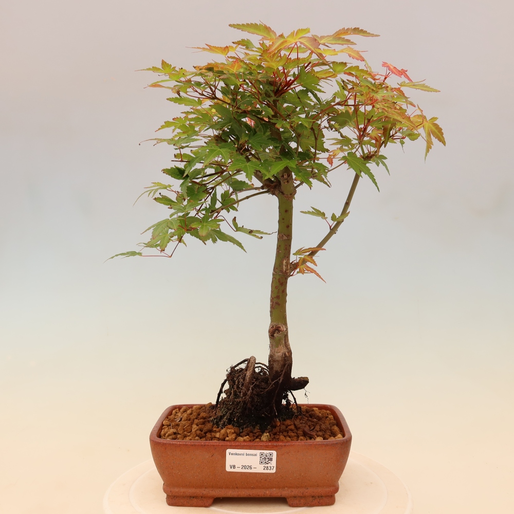 Juhar - Acer palmatum Beni Tsukasa