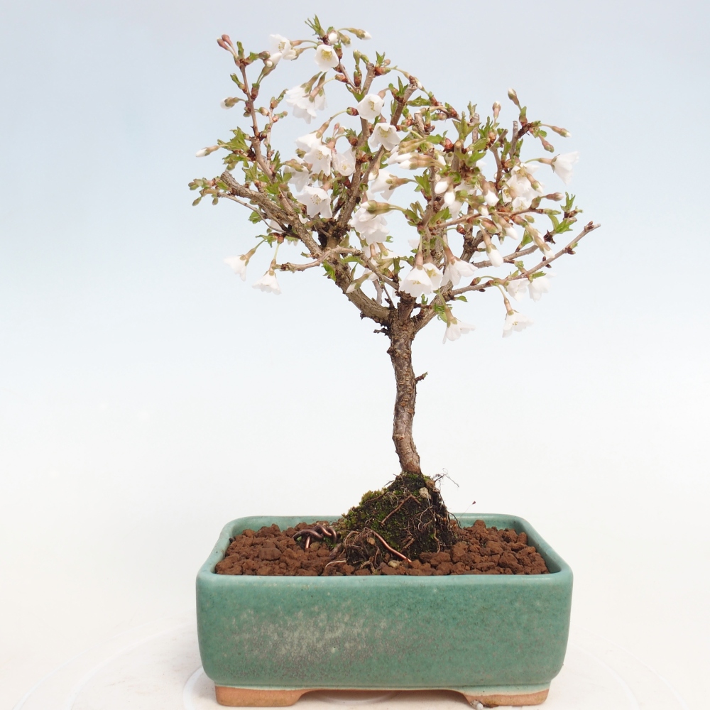 Kültéri bonsai - Prunus incisa Kojou-no mai-Plivon kivágva